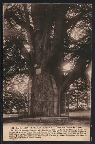 AK Montigny-Lencoup /S.-et-M., Tronc du Cèdre du Liban majestueux