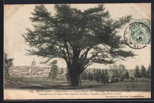 AK Montigny-Lencoup, Cèdre planté par Bernard de Jussieu en 1744