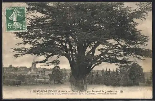 AK Montigny-Lencoup /S.-et-M., Cèdre planté par Bernard de Jussieu en 1774
