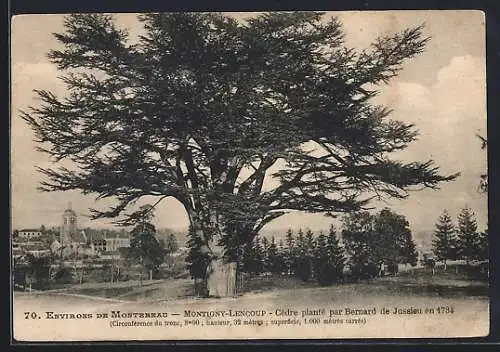 AK Montigny-Lencoup, Cèdre planté par Bernard de Jussieu en 1734