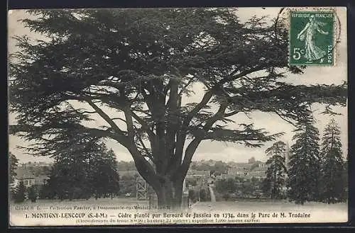 AK Montigny-Lencoup /S.-et-M., Cèdre planté par Bernard de Jussieu en 1734 dans le Parc de M. Trudaine