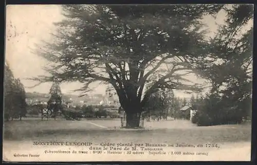 AK Montigny-Lencoup, Cèdre planté par Bernard de Jussieu en 1734 dans le Parc de M. Thureau