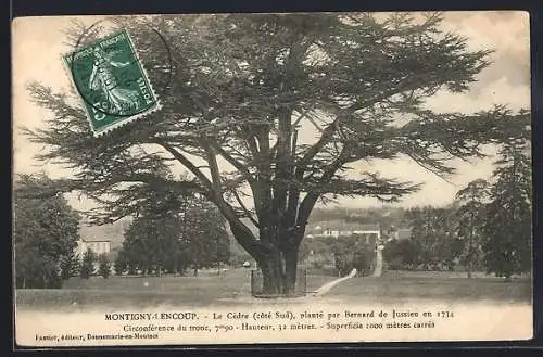 AK Montigny-Lencoup, Le Cèdre planté par Bernard de Jussieu en 1734