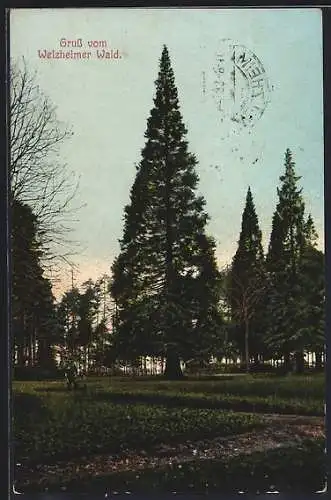 AK Welzheim / Württ., Weizheimer Wald