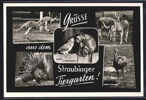 AK Straubing, Tiergarten, Stachelschwein, Nandu-Strauss, Känguruhs