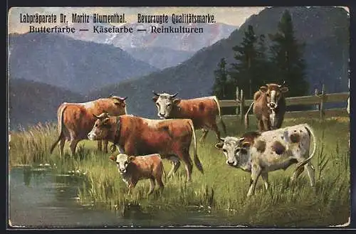 AK Kühe auf der Weide, Reklame für Labpräparate Dr. Moritz Blumenthal
