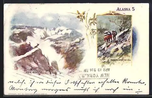 AK Alaska, AK, Muir Glacier, Packing over the hill