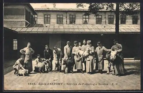 AK Alfort, Ecole, Service de Pathologie Bovine, Kuh, Schwein, Hunde