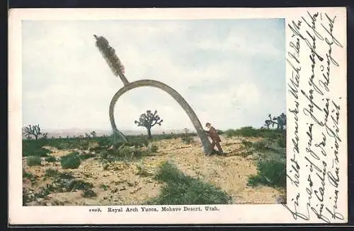 AK Mohave Desert, UT, Royal Arch Yucca