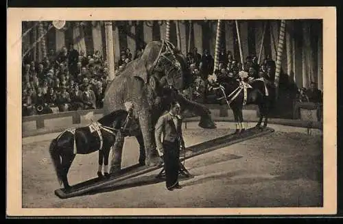 AK Dompteur, Elefant und zwei Pferde auf Wippe im Zirkus