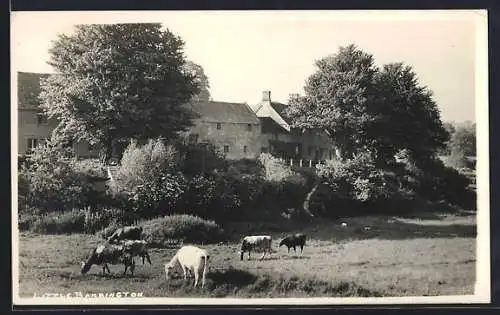 AK Little Barrington, Kühe auf der Weide