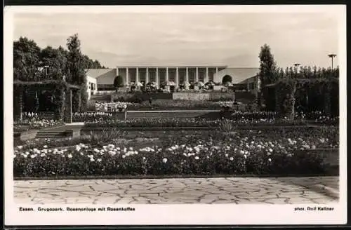 AK Essen /Ruhr, Grugapark, Rosenanlagen mit Rosenkaffee