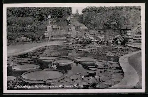 AK Essen, Grugapark, Victoria regia im Warmwasserbecken
