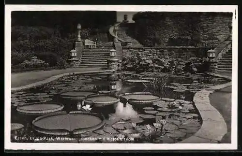 AK Essen, Gruga-Park, Warmwasserbecken mit Victoria regia