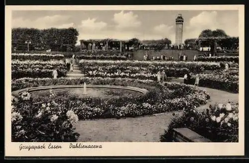 AK Essen, Grugapark, Dahlienarena mit Turm