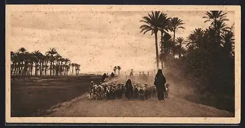 Mini-AK Egypt, Shepherd driving homeward
