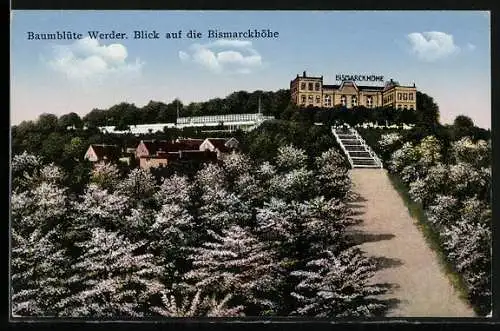 AK Werder / Havel, Blick auf die Bismarckhöhe zur Baumblüte