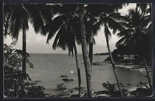 AK Penang, Tanjong Bunga, beach with palms
