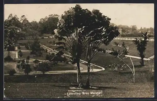 AK Malaya, Travelling Tree