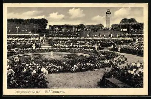 AK Essen / Ruhr, Dahlienarena