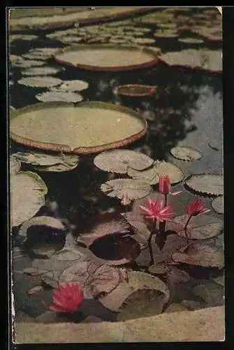 AK Essen, Gruga 1929, Blühende Wasserrosen