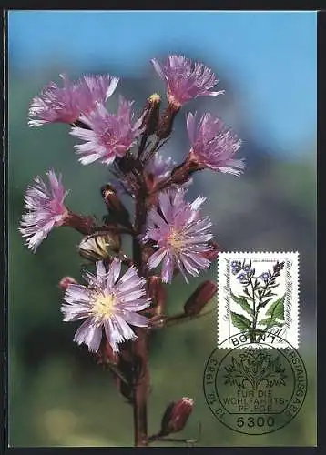 Maximum-AK Alpen-Milchlattich, Gefährdete Alpenblume