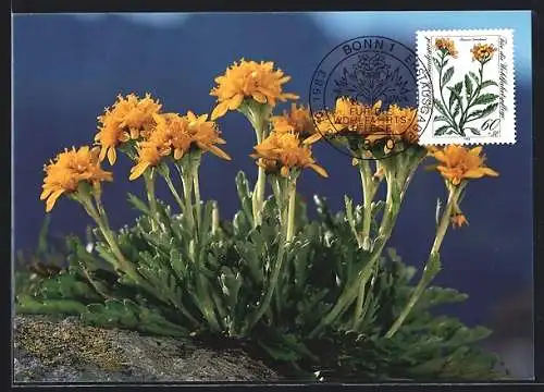 Maximum-AK Bonn, Erstausgabe für die Wohlfahrtspflege 1983, Blühendes Krainer Geiskraut, Gefährdete Alpenblumen
