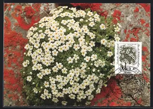 Maximum-AK Bonn, Erstausgabe für die Wohlfahrtspflege 1983, Schweizer Mannschild, Gefährdete Alpenblumen