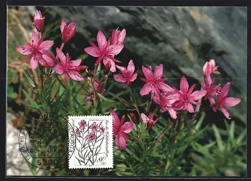 Maximum-AK Bonn, Erstausgabe für die Wohlfahrtspflege 1983, Fleischers Weidenröschen, Gefährdete Alpenblumen