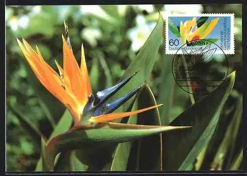 Maximum-AK München, Internationale Gartenbauausstellung 1983, Strelitzie