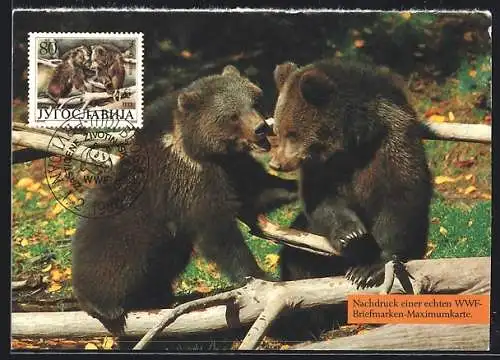 Maximum-AK Bären in einem Zoo, Tierschutz WWF