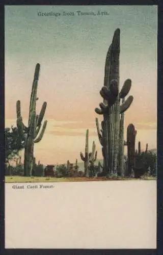 AK Tucson, AZ, Giant Cacti Forest