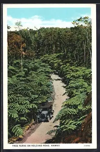 AK Volcano Road, HI, Tree Ferns on Volcano Road