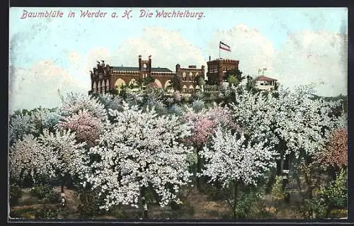 AK Werder /Havel, Wachtelburg mit Bäumen