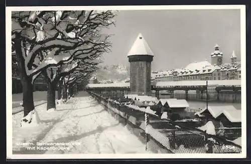 AK Luzern, Schwanenkolonie mit Kapellbrücke im Schnee