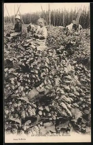 AK En Flandre, Cueillette de Houblon