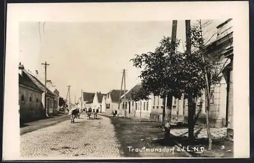 AK Trautmannsdorf a. d. L., Strassenpartie mit Kühen