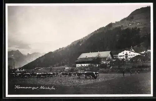 AK Maishofen, Ortsansicht mit Kuhherde