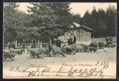 AK Moritzburg / Sachsen, Fütterung der Wildschweine