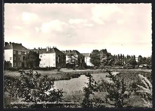 AK Berlin-Reinickendorf, Breitkopfbecken, Paddenpuhl, Panorama