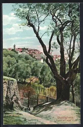 AK Bordighera, Paese alto dagli Ulivi