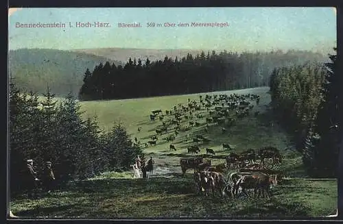 AK Benneckenstein i. Hoch-Harz, Kuhherde im Bärental