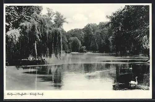 AK Köthen /Anhalt, Schwäne im Busch-Teich