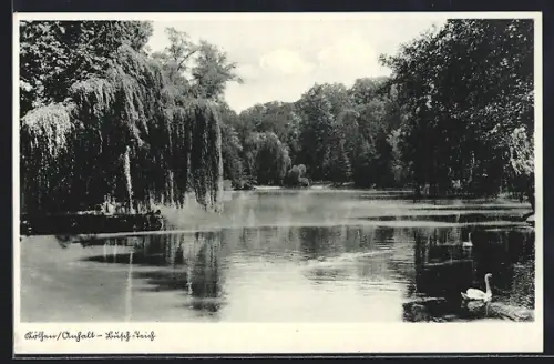 AK Köthen /Anhalt, Schwäne im Busch-Teich