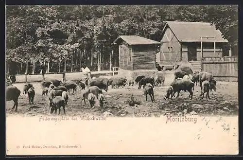 AK Moritzburg / Sachsen, Fütterungsplatz der Wildschweine