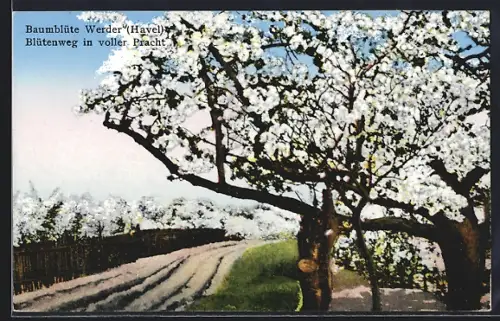 AK Werder /Havel, Blütenweg in voller Pracht