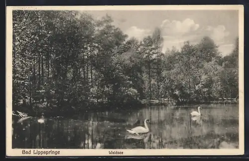 AK Bad Lippspringe, Schwäne auf dem Waldsee