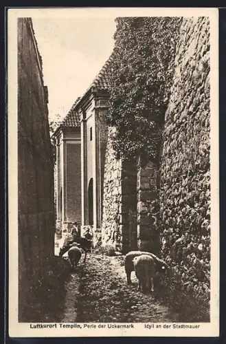 AK Templin /Uckermark, Schafe an der Stadtmauer