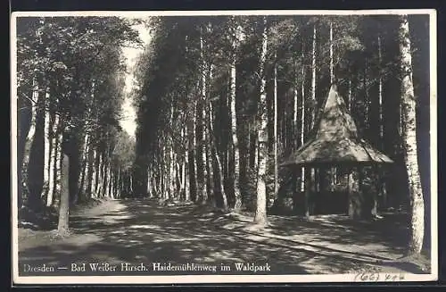 AK Dresden-Bad Weisser Hirsch, Haidemühlenweg im Waldpark