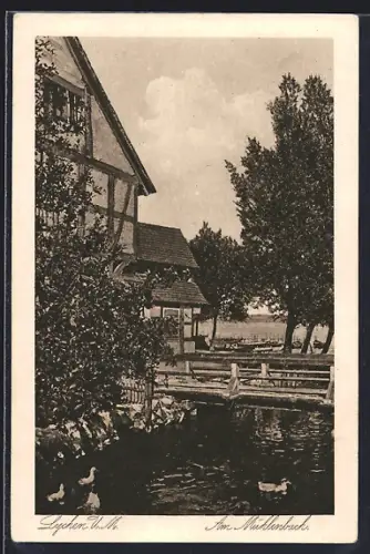 AK Lychen /U. M., Am Mühlenbach